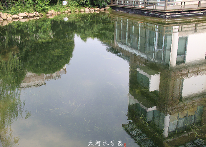 院士花园天鹅湖